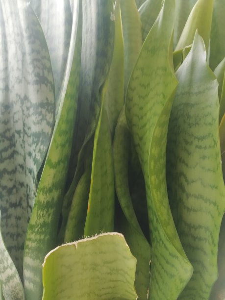 室内植物图片下载