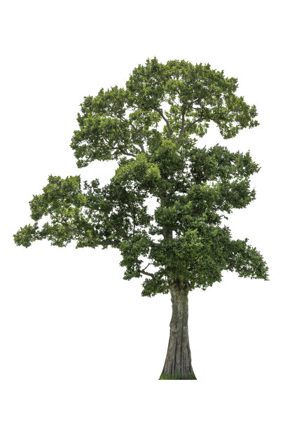 白底上的树图片下载