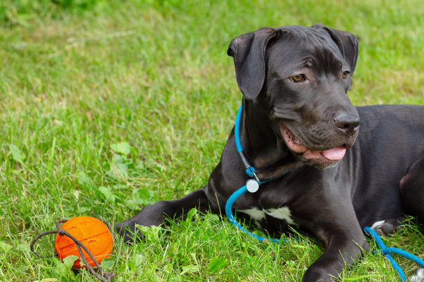 草地上躺着一只年轻的美国比特犬，拴着皮带图片下载