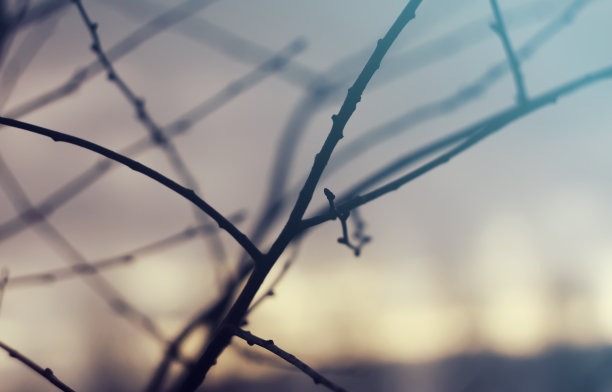 树在春天分枝。图片下载