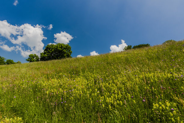 2021 06 13莱西尼开花的春天4图片下载