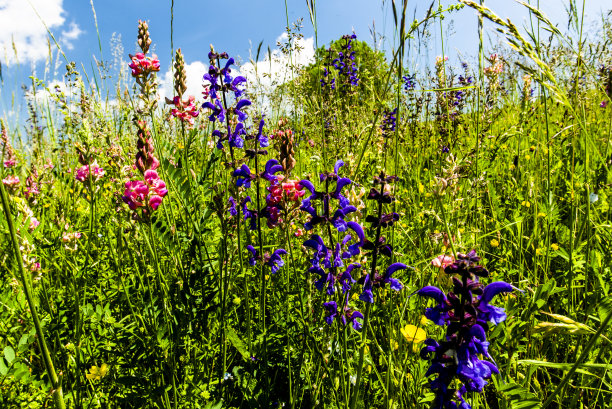 2021 06 13莱西尼开花春天6图片下载