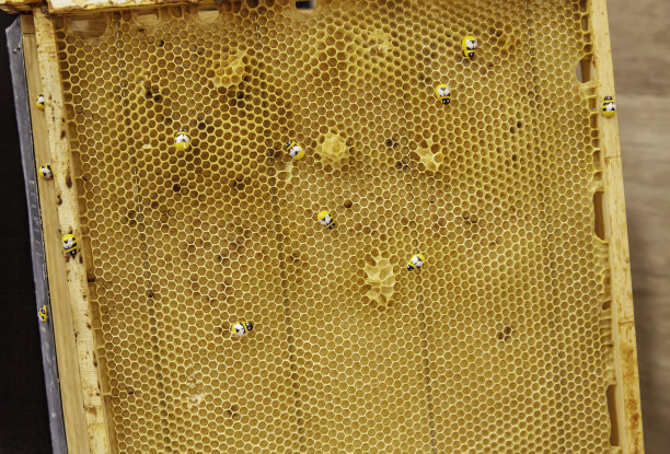 蜂窝面板与蜂蜜图片下载