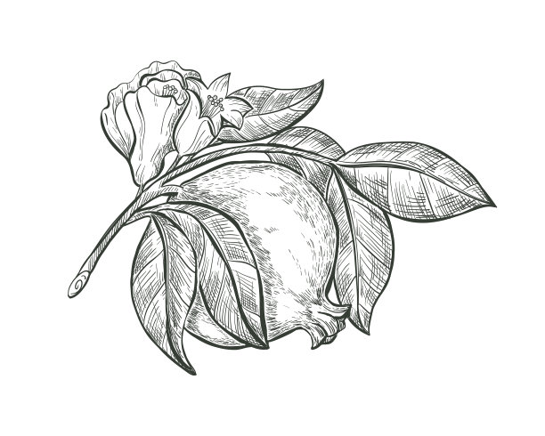 在枝条上勾勒出石榴的果实和花朵图片下载