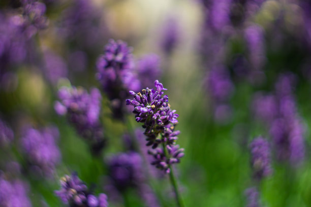 紫罗兰和薰衣草花与漩涡散景背景图片下载