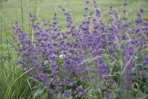 鼠尾草紫雨与簇毛草图片下载