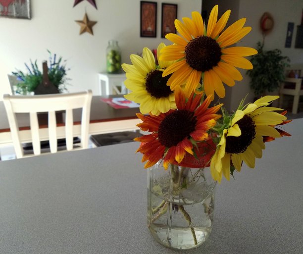 早上向日葵集合图片下载