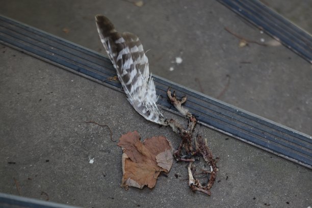 蚂蚁在机翼图片下载