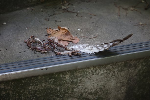 蚂蚁在机翼图片下载