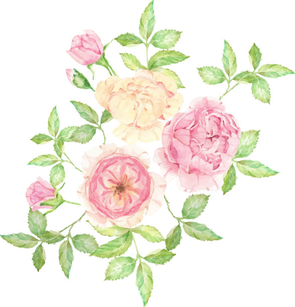 水彩美丽的英国玫瑰花束图片下载