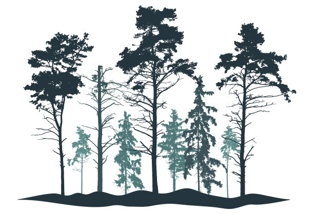 松树和针叶林剪影逼真图片下载