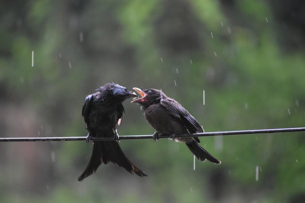 印度八哥妈妈在喂她的孩子图片下载