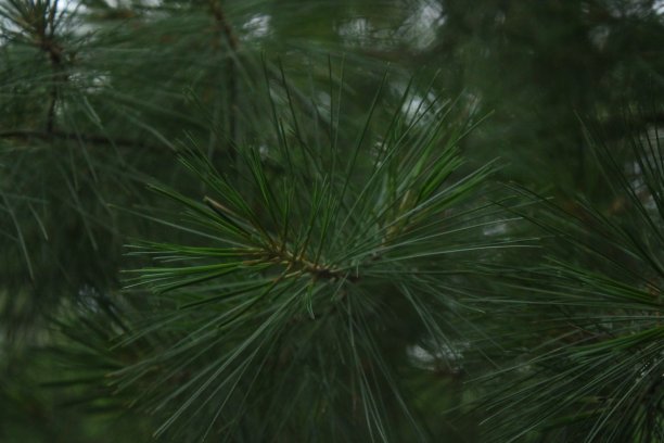 松树叶特写图片下载