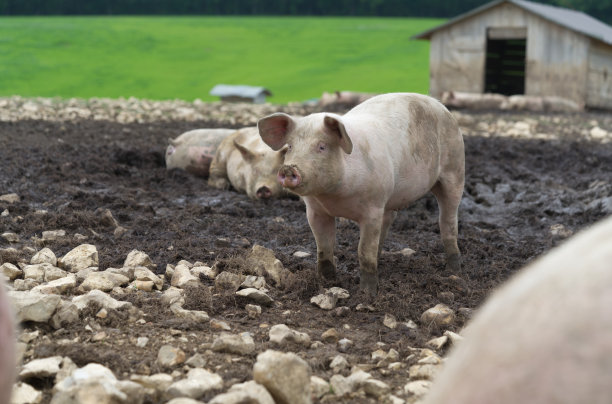 猪在家里图片下载
