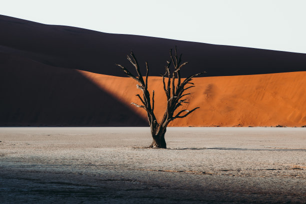 纳米比亚德夫莱沙漠中美丽孤独的树在日出时的引人注目的景色图片下载