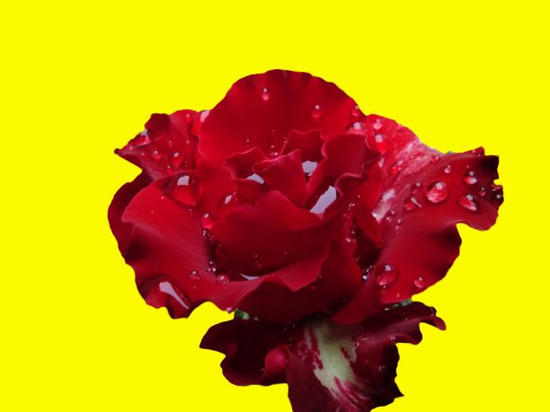 花瓣上沾着露珠的红玫瑰，图片下载