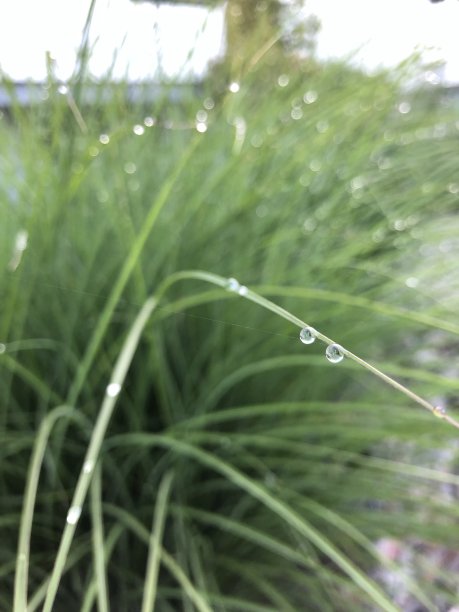草上挂着两滴水图片下载