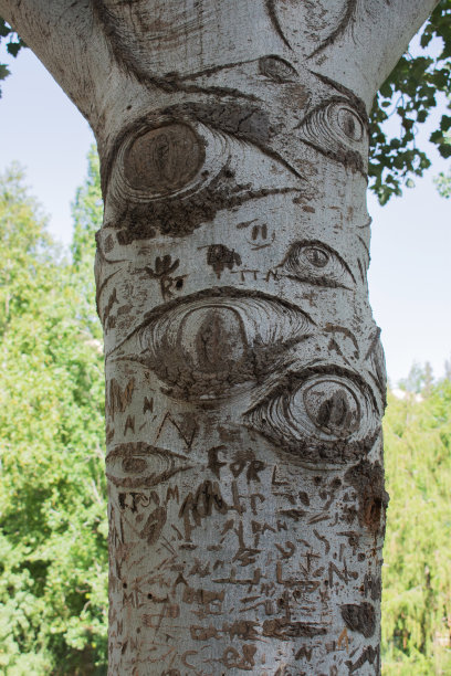 有雕刻眼睛的树干图片下载