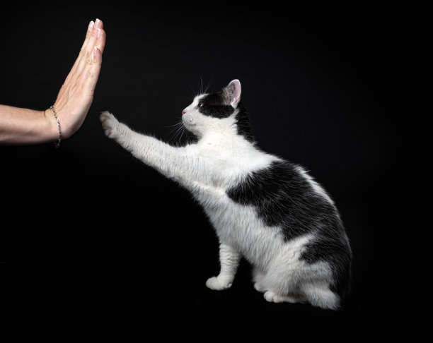 只流浪猫图片下载