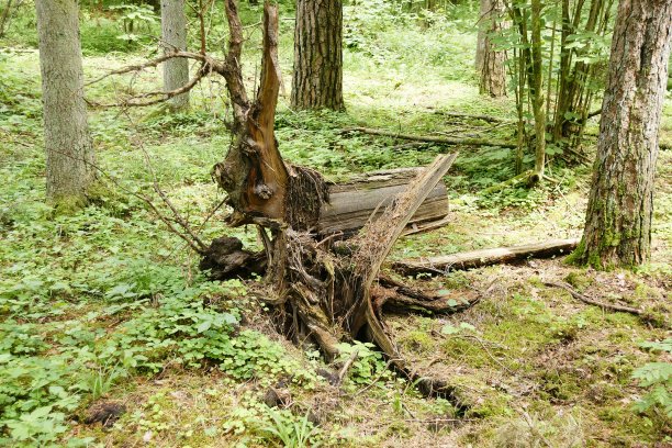 天然木制的“雕塑”:一只狗，或一只耳廓图片下载