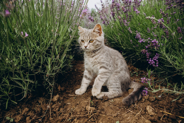 灰色小猫在薰衣草田图片下载