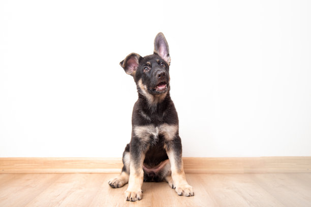 一只东欧牧羊犬狗耷拉着耳朵坐在屋子里的木地板上，背景是一堵白色的墙。图片下载