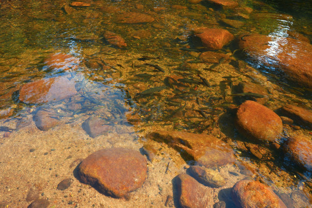 锑鱼在国家公园的棕色瀑布区游泳，这是在清洁的自然之中图片下载