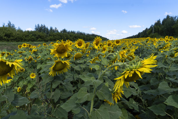 照片中的向日葵在野外美丽的背景图片下载