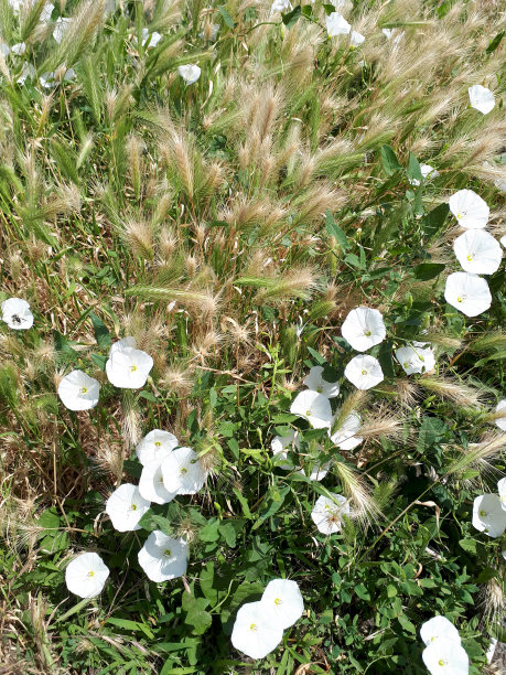 成熟的穗和白色的花序。图片下载