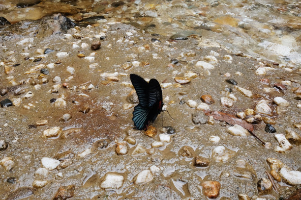 黑蝴蝶皇冠在泰国的森林溪流上吃着地上的盐土和石头。图片下载