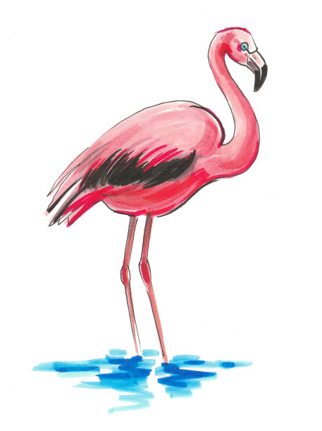 粉红色的火烈鸟图片下载