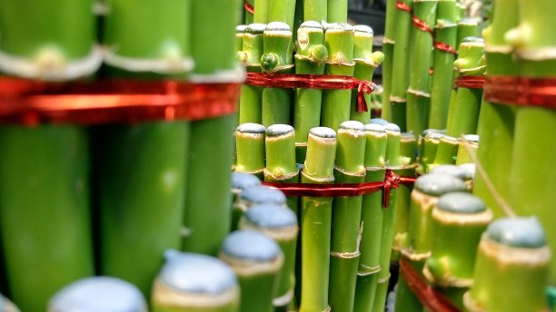 龙的特写照片在美丽的绿色图片下载