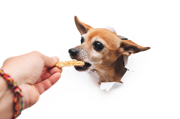 人用手喂狗。一只长着虫子眼的有趣棕色小狗，俄罗斯玩具小猎犬，用牙齿叼着饼干。在白纸上撕开一个洞。饥饿的概念。副本的空间。关闭了。图片下载