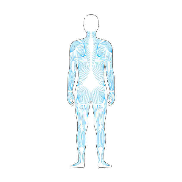 人类肌肉系统图片下载