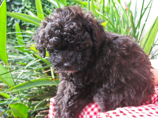 黑色的玩具贵宾犬图片下载