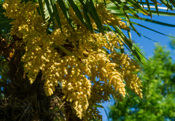 美丽的盛开的中国风车棕榈。特写的黄色花在春天的植物园公园南方文化在天狼星(阿德勒)索契。自然概念图片下载