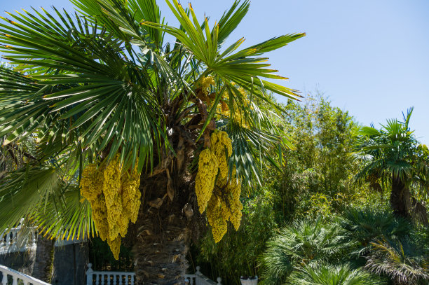 美丽的盛开的中国风车棕榈。特写的黄色花在春天的植物园公园南方文化在天狼星(阿德勒)索契。自然概念图片下载