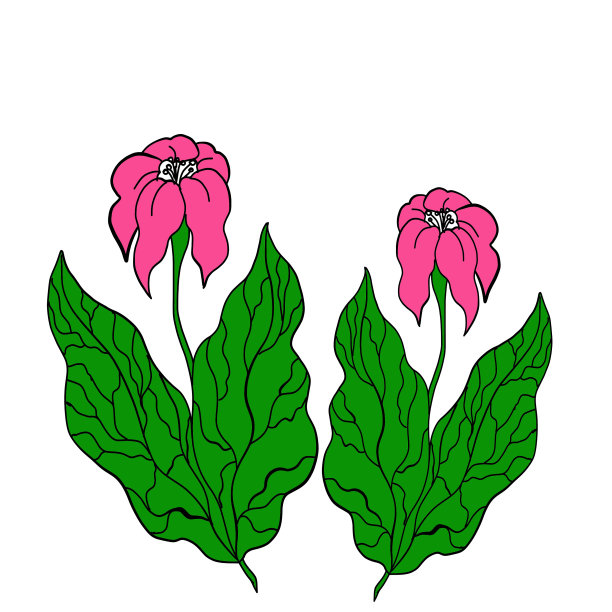 粉红色的花野花粉红色的花瓣花图片下载