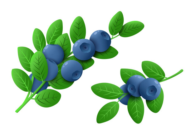 鲜蓝莓枝条孤立在白色背景上。成熟的蓝莓和树枝上的绿叶。健康的有机植物。矢量图图片下载
