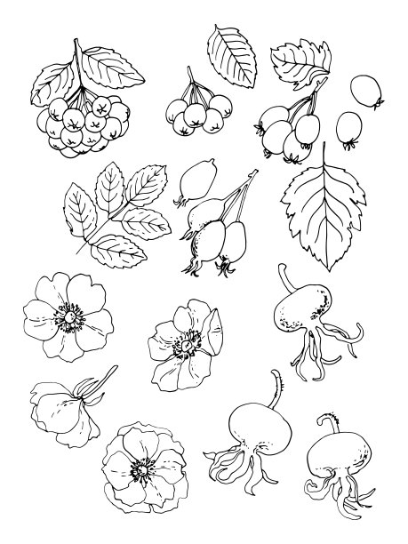 玫瑰果,山楂。浆果的矢量食物图标。食品的彩色素描。图片下载