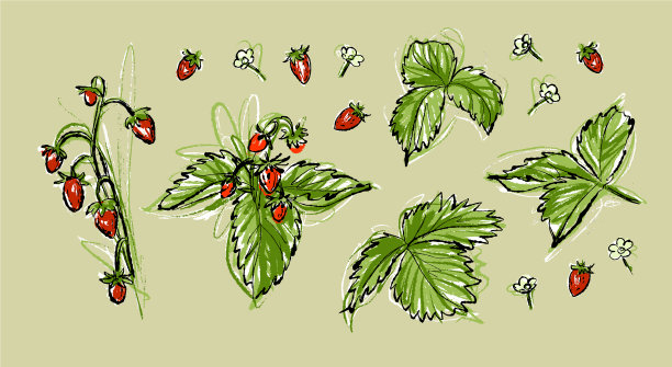 一株草莓在花园里图片下载