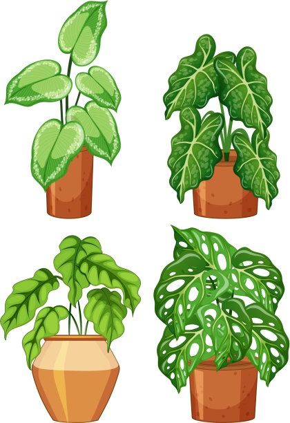 在花盆中种植不同的植物图片下载