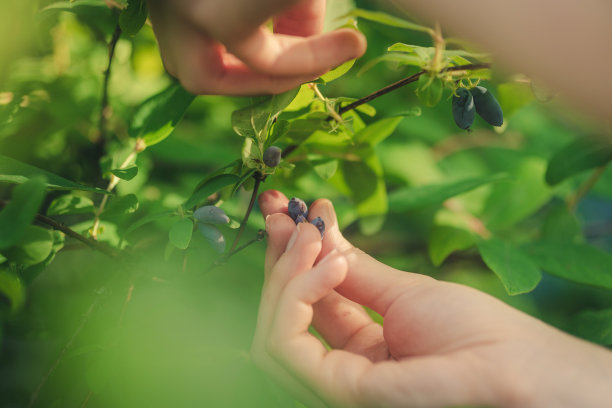 收获,特写。图片下载