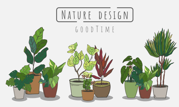 树画集，室内外景观花园盆栽植物孤立在白色背景上。图片下载