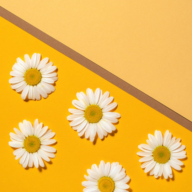 明亮的背景与甘菊。黄色背景上的黛西。平躺图片下载