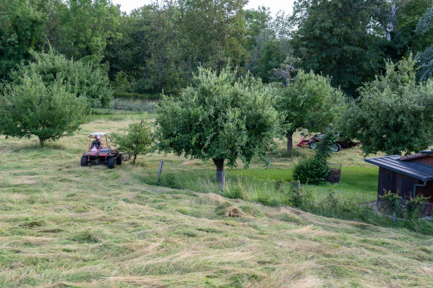 瑞士，两个农民在果园里割草。图片下载