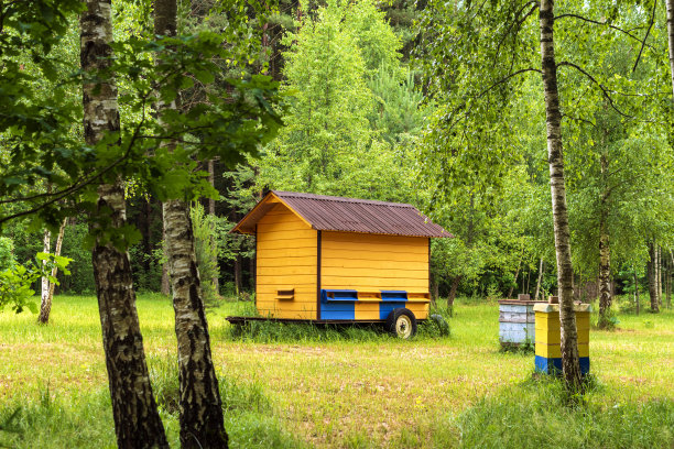 在阳光明媚的日子里，森林里有一个巨大的可移动木制蜂房和几个蜂箱。图片下载