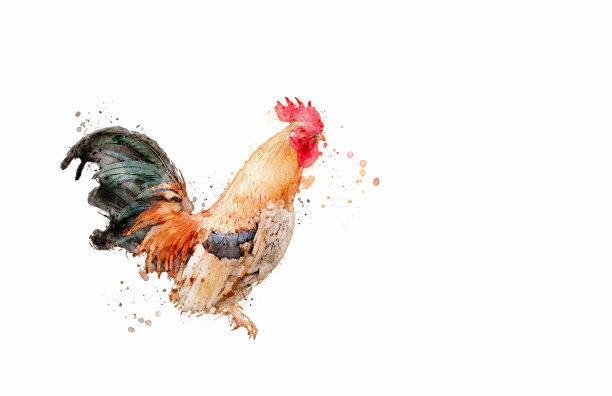 母鸡孤立地站在白色的背景上。水彩风格。图片下载