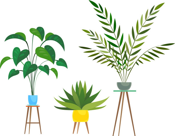 室内植物热带榕树或棕榈图片下载