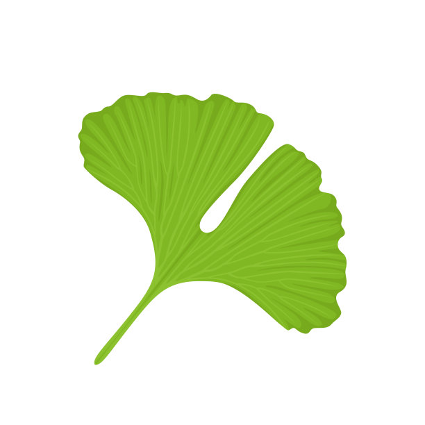 在白色背景上孤立的银杏叶。矢量插图的医疗植物在卡通平面风格。图片下载